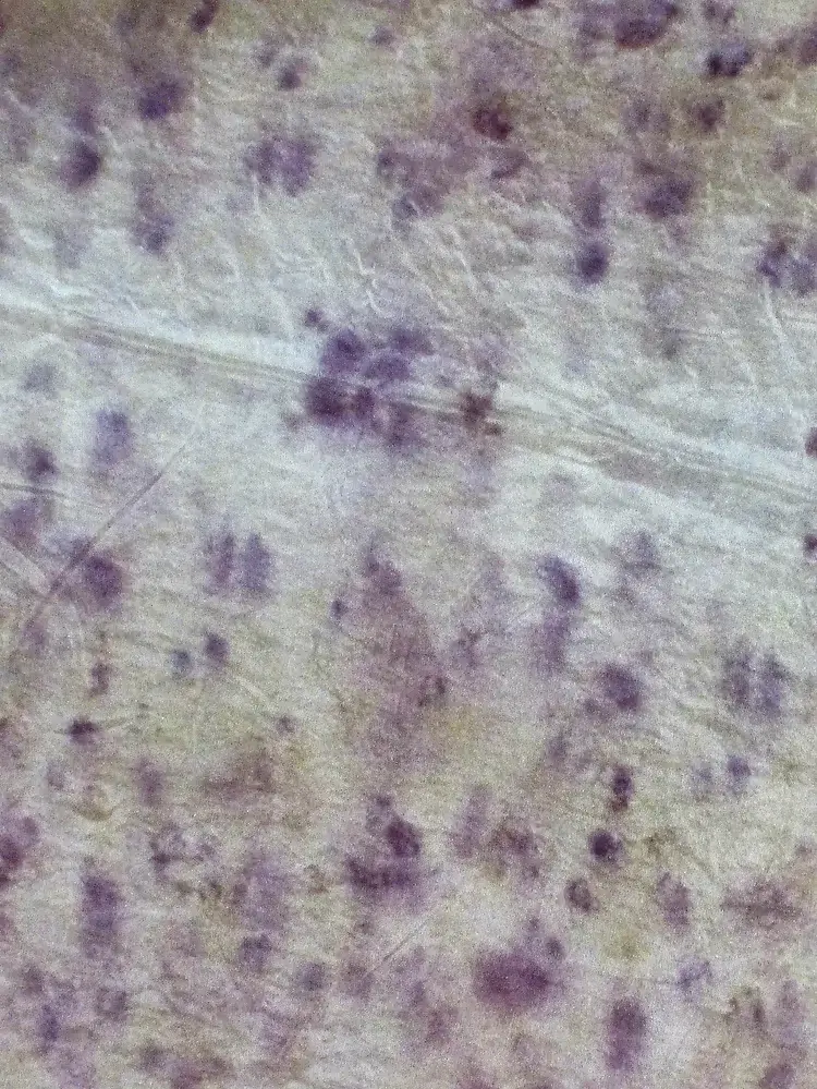 Bouquet de Roses Dorees.4.webp