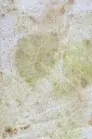 LLRosePrintemps 7.webp