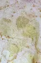 LLRosePrintemps 5.webp